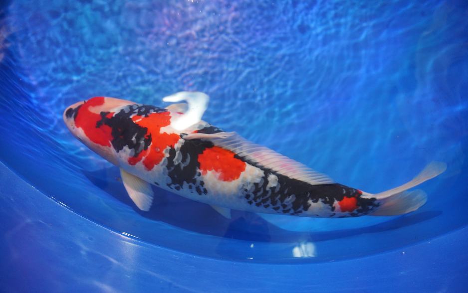 Grand champion của All Vietnam Koi Show 2025